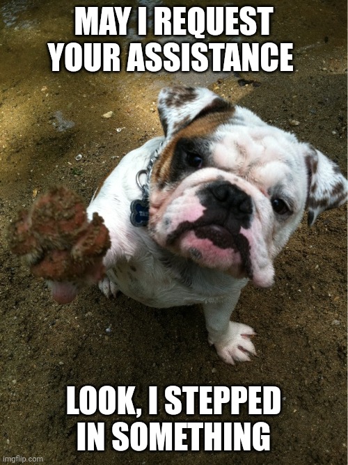 Bulldog | MAY I REQUEST YOUR ASSISTANCE; LOOK, I STEPPED IN SOMETHING | image tagged in bulldog | made w/ Imgflip meme maker