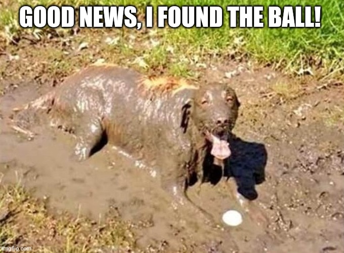 Dog with ball | GOOD NEWS, I FOUND THE BALL! | image tagged in dog with ball | made w/ Imgflip meme maker