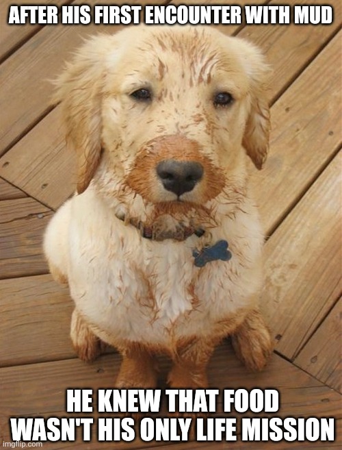 Cute puppy | AFTER HIS FIRST ENCOUNTER WITH MUD; HE KNEW THAT FOOD WASN'T HIS ONLY LIFE MISSION | image tagged in cute puppy | made w/ Imgflip meme maker