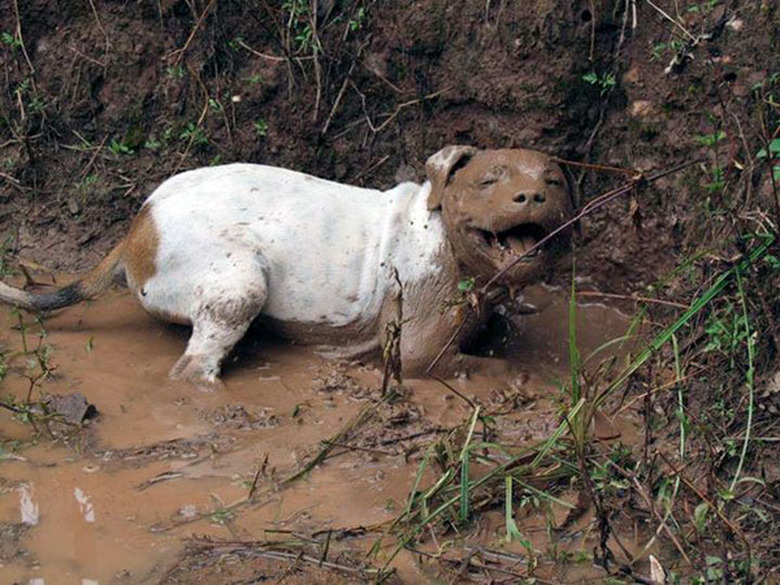 Happy dog in mud Blank Meme Template