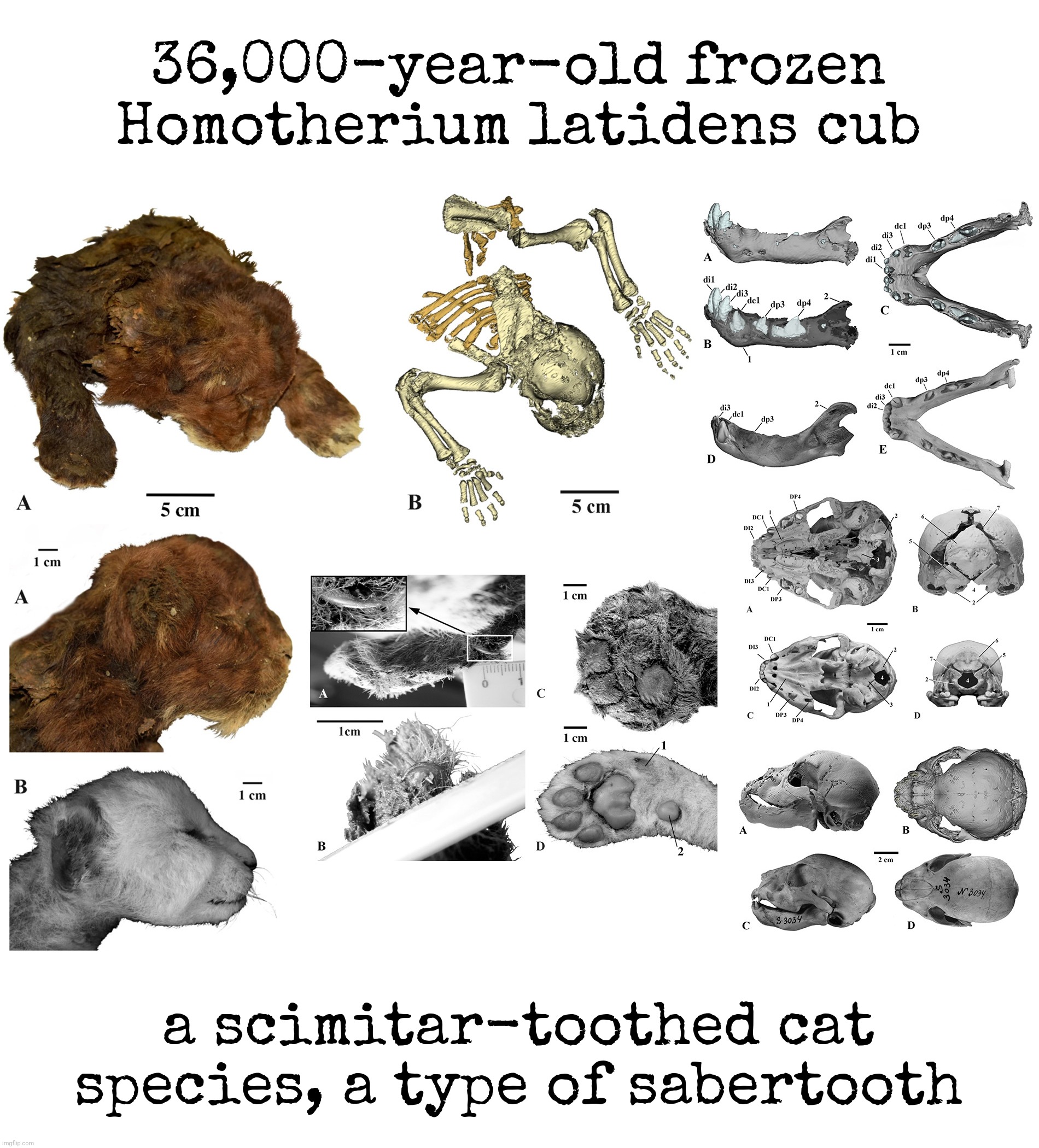 36,000-year-old frozen Homotherium latidens cub; a scimitar-toothed cat species, a type of sabertooth | made w/ Imgflip meme maker