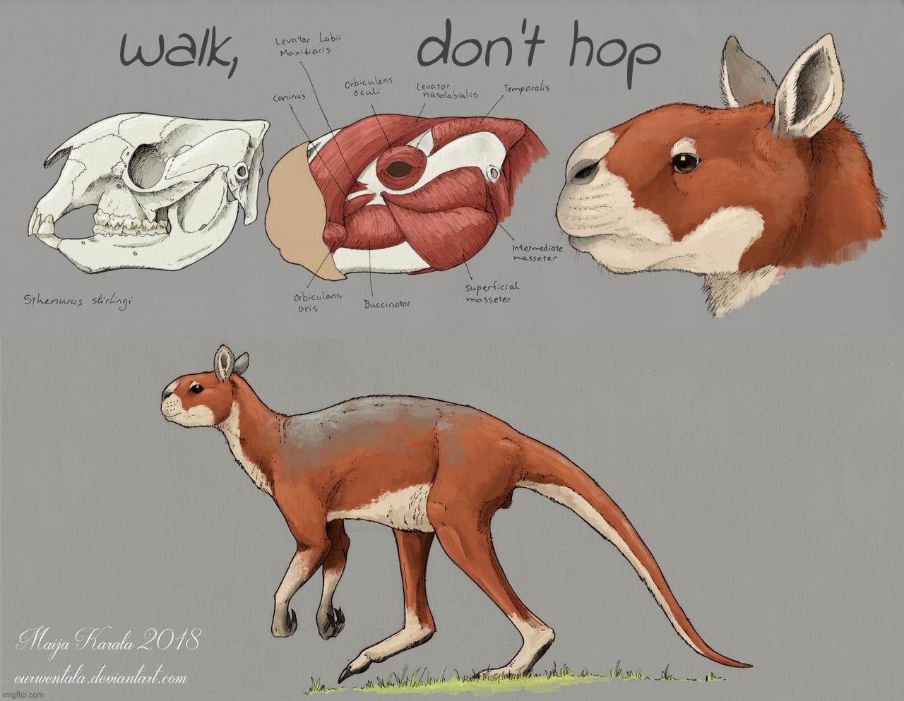 Walk,       don't hop | made w/ Imgflip meme maker