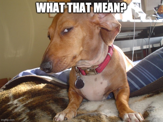 Suspicious Dog | WHAT THAT MEAN? | image tagged in suspicious dog | made w/ Imgflip meme maker