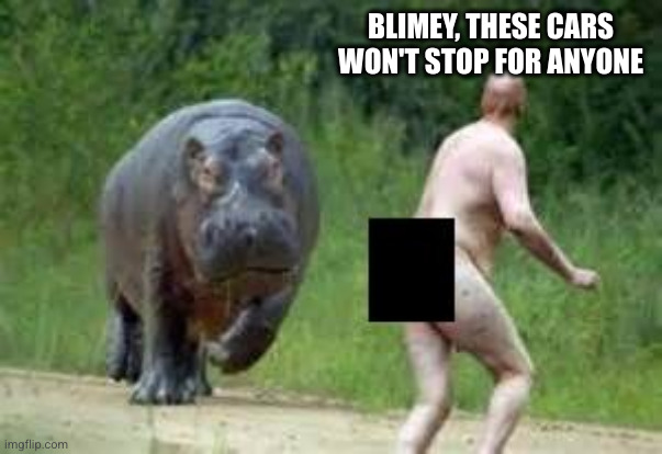 Hippo vs. Naked Guy | BLIMEY, THESE CARS WON'T STOP FOR ANYONE | image tagged in hippo vs naked guy | made w/ Imgflip meme maker