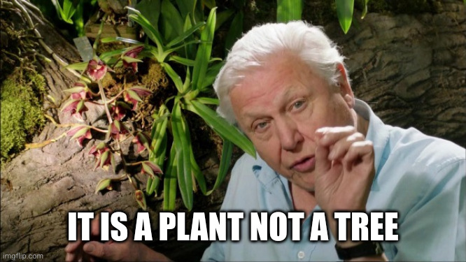 David Attenborough | IT IS A PLANT NOT A TREE | image tagged in david attenborough | made w/ Imgflip meme maker