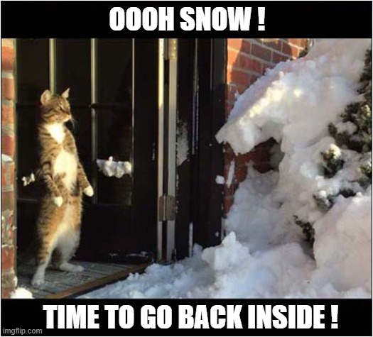 I Don't Think So ! | OOOH SNOW ! TIME TO GO BACK INSIDE ! | image tagged in cats,snow,no | made w/ Imgflip meme maker