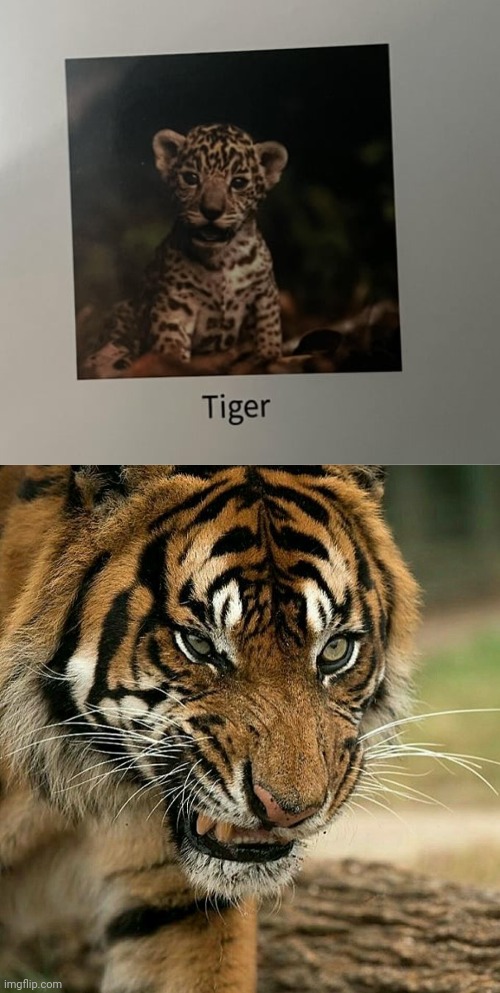 "TIGER" | image tagged in angry tiger,tiger,tigers,you had one job,memes,animals | made w/ Imgflip meme maker