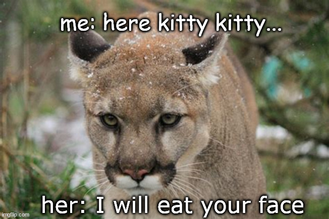 here kitty kitty | me: here kitty kitty... her: I will eat your face | image tagged in cat,cougar | made w/ Imgflip meme maker