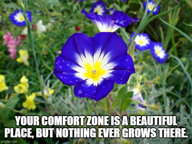 YOUR COMFORT ZONE IS A BEAUTIFUL PLACE, BUT NOTHING EVER GROWS THERE. | image tagged in flower | made w/ Imgflip meme maker