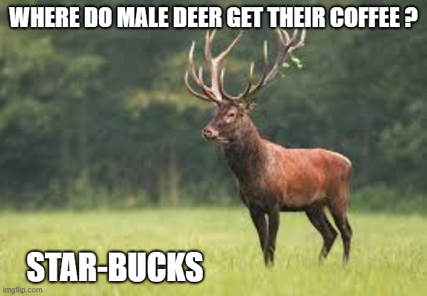 memes by Brad - Where do male deer get their coffee? Star-Bucks | WHERE DO MALE DEER GET THEIR COFFEE ? STAR-BUCKS | image tagged in funny,humor,starbucks,deer,coffee,christmas | made w/ Imgflip meme maker