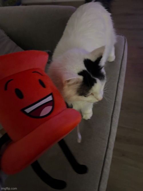 Photo of my cat and BFDI plush | image tagged in bfdi,cats,cat,cute cat,bfdi plush,plush | made w/ Imgflip meme maker