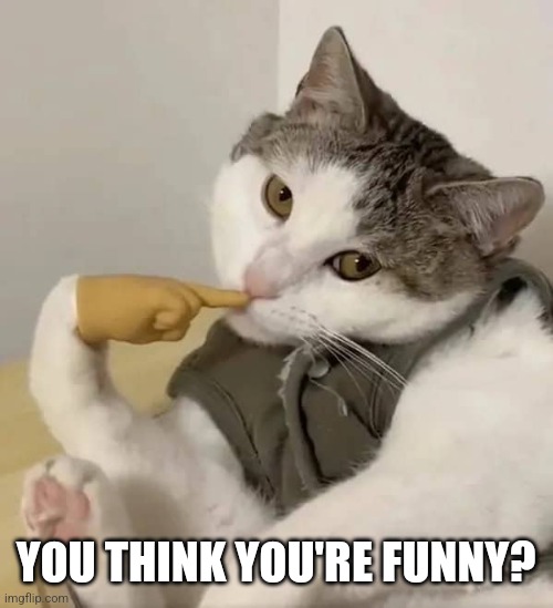 THINKING CAT | YOU THINK YOU'RE FUNNY? | image tagged in cats,funny cats | made w/ Imgflip meme maker