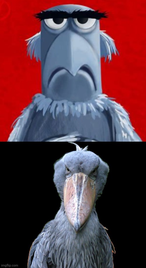 Is it a Muppet or is it Real? | image tagged in birds | made w/ Imgflip meme maker