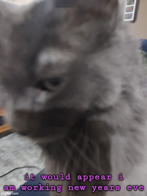 32's Cat | it would appear i am working new years eve | image tagged in 32's cat | made w/ Imgflip meme maker