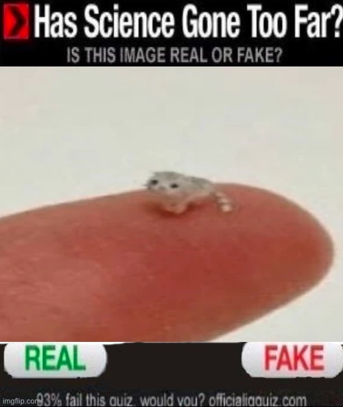 it HAS to be fake | image tagged in has science gone to far,lol,cat,this cat is real or fake | made w/ Imgflip meme maker