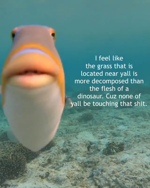 staring fish | I feel like the grass that is located near yall is more decomposed than the flesh of a dinosaur. Cuz none of yall be touching that shit. | image tagged in staring fish | made w/ Imgflip meme maker