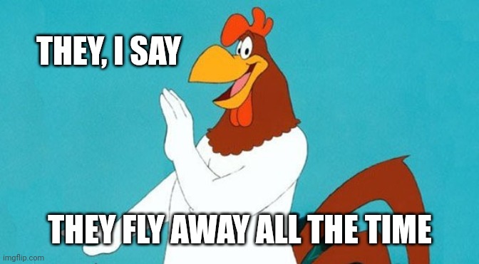 Rooster | THEY, I SAY THEY FLY AWAY ALL THE TIME | image tagged in rooster | made w/ Imgflip meme maker