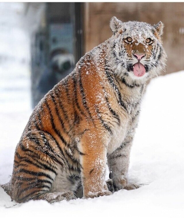 Snowy tiger Blank Meme Template