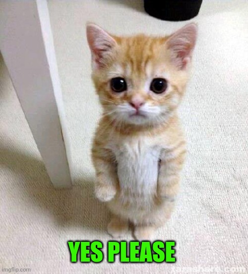 Cute Cat Meme | YES PLEASE | image tagged in memes,cute cat | made w/ Imgflip meme maker