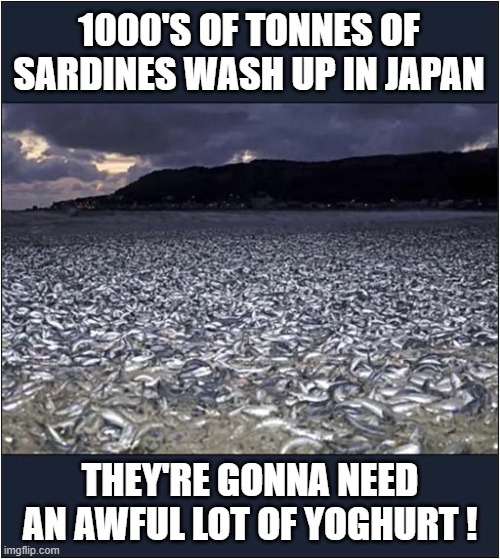 The Horror, The Horror ! | 1000'S OF TONNES OF SARDINES WASH UP IN JAPAN; THEY'RE GONNA NEED AN AWFUL LOT OF YOGHURT ! | image tagged in sardines,yoghurt | made w/ Imgflip meme maker