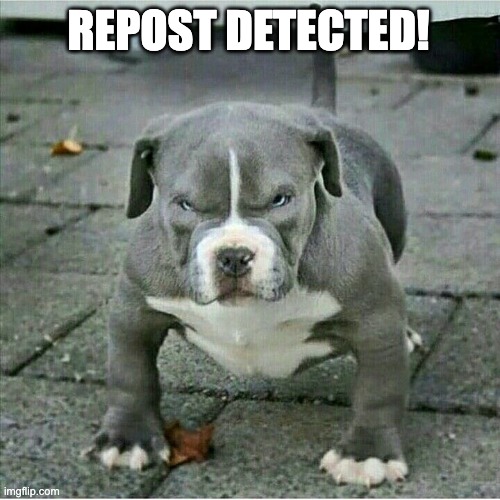 Angry pitbull | REPOST DETECTED! | image tagged in angry pitbull | made w/ Imgflip meme maker