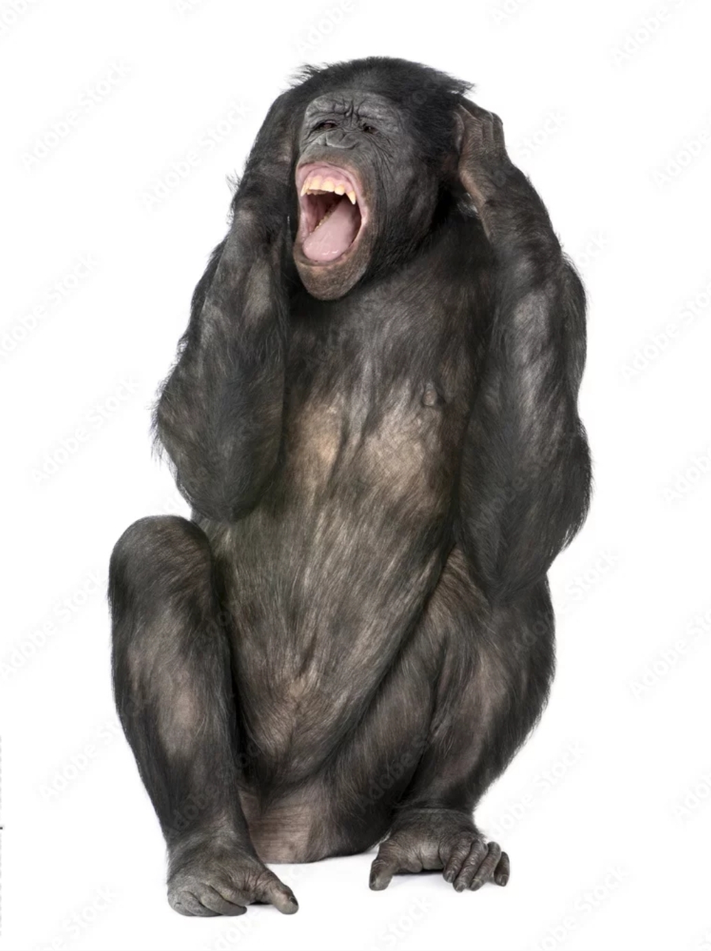 Ape screaming Blank Meme Template