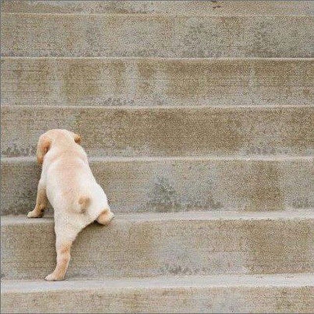 Puppy Climbing Stairs Blank Meme Template