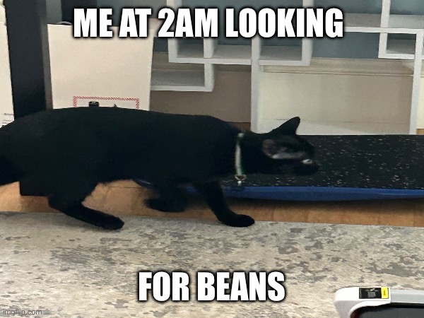 Cat | ME AT 2AM LOOKING; FOR BEANS | image tagged in cat | made w/ Imgflip meme maker