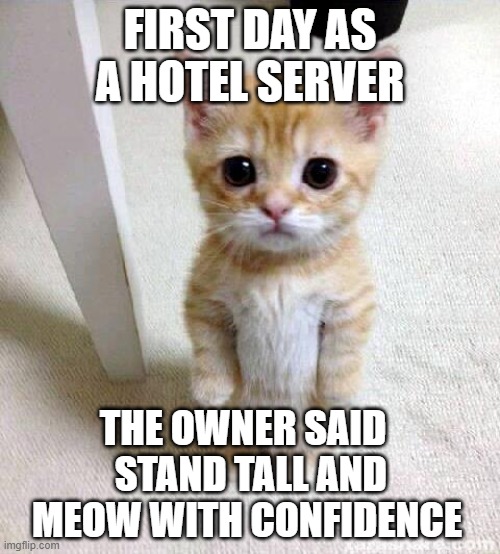 cute cat | FIRST DAY AS A HOTEL SERVER; THE OWNER SAID 
  STAND TALL AND 
MEOW WITH CONFIDENCE | image tagged in memes,cute cat | made w/ Imgflip meme maker