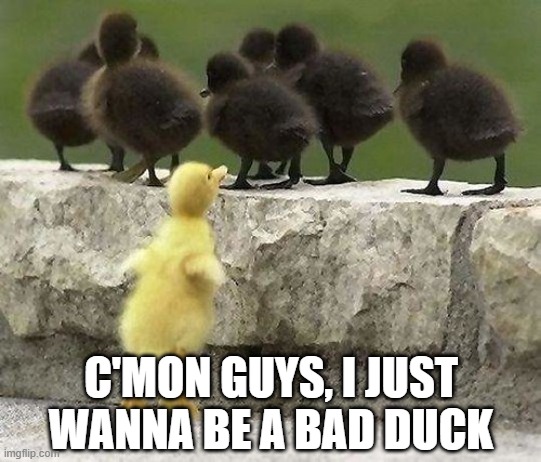 Bad Ducks | C'MON GUYS, I JUST WANNA BE A BAD DUCK | image tagged in ducks | made w/ Imgflip meme maker