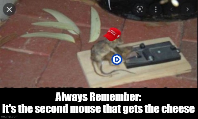 Always Remember:
It's the second mouse that gets the cheese | made w/ Imgflip meme maker