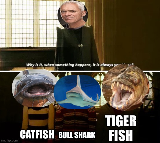 Always you three | TIGER FISH; CATFISH; BULL SHARK | image tagged in always you three | made w/ Imgflip meme maker