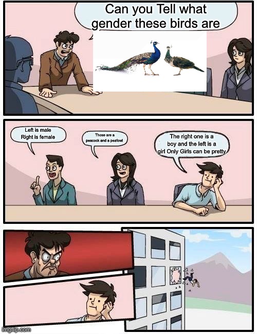 BOYS ARE PRETTIER THAN GIRLS | Can you Tell what gender these birds are; Left is male Right is female; Those are a peacock and a peafowl; The right one is a boy and the left is a girl Only Girls can be pretty | image tagged in memes,boardroom meeting suggestion,boys vs girls,truth,funny | made w/ Imgflip meme maker