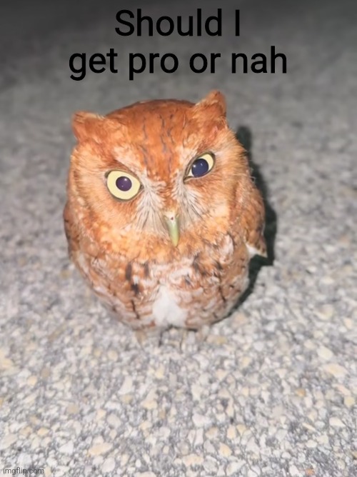 Should I get pro or nah | made w/ Imgflip meme maker