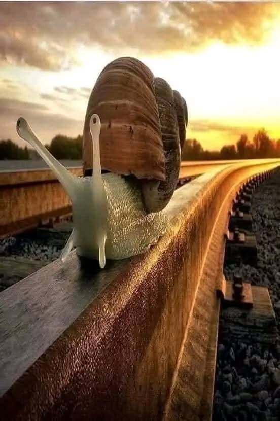 Snail on Train Rail Blank Meme Template