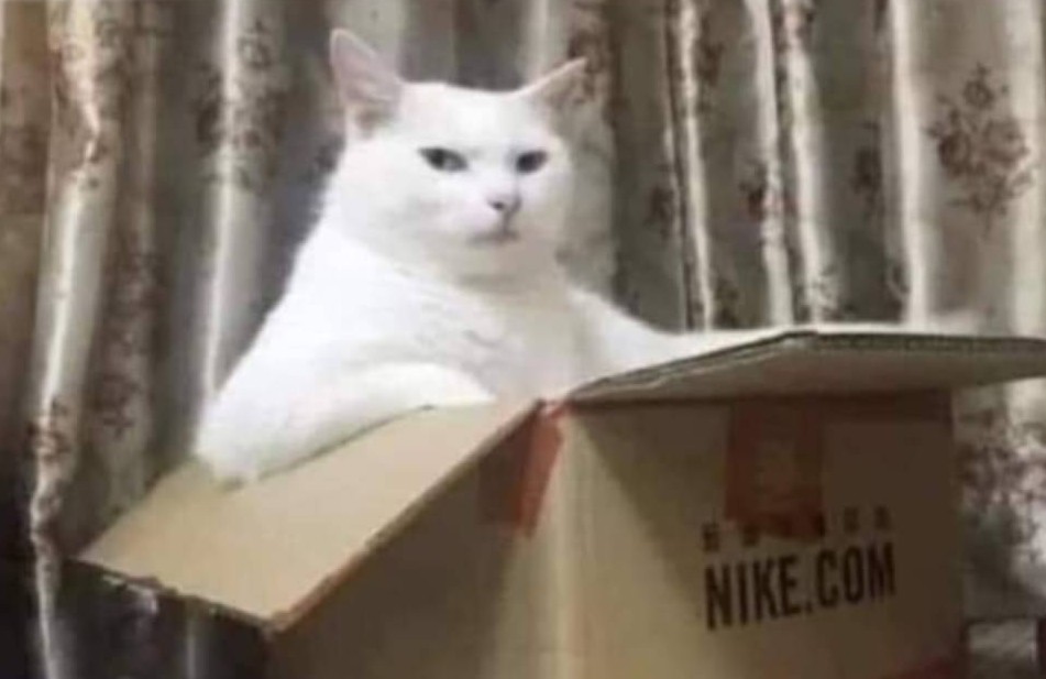 Chill cat Blank Meme Template