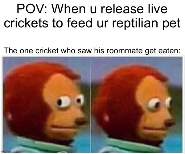 Crickets don’t care about each other | POV: When u release live crickets to feed ur reptilian pet; The one cricket who saw his roommate get eaten: | image tagged in memes,monkey puppet,pets,cricket | made w/ Imgflip meme maker