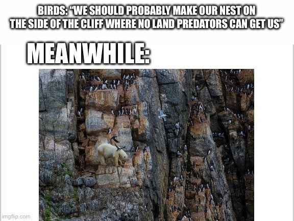 Nowhere is safe | BIRDS: “WE SHOULD PROBABLY MAKE OUR NEST ON THE SIDE OF THE CLIFF WHERE NO LAND PREDATORS CAN GET US”; MEANWHILE: | image tagged in white background,animals | made w/ Imgflip meme maker