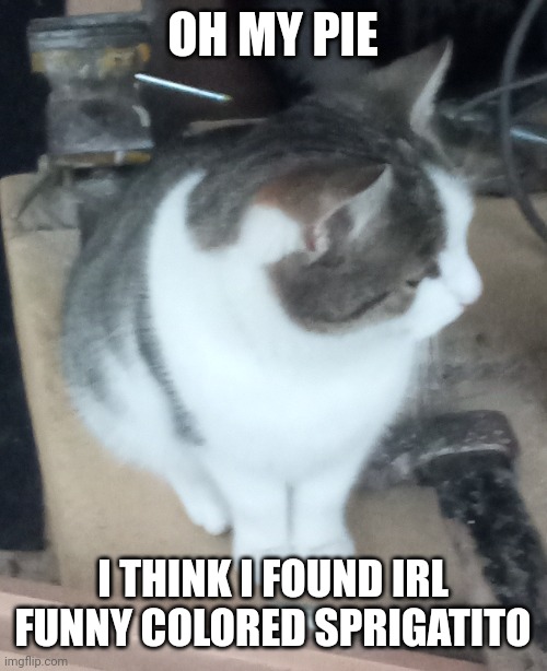 Look at this weird but still cute sprigatito! (Her name is Tomaška [Thomashka]) | OH MY PIE; I THINK I FOUND IRL FUNNY COLORED SPRIGATITO | image tagged in cat,sprigatito | made w/ Imgflip meme maker