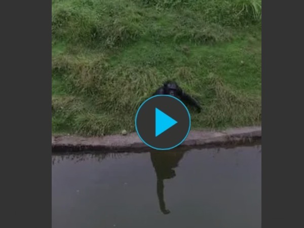 How to trick a monkey | image tagged in how to trick a monkey | made w/ Imgflip meme maker