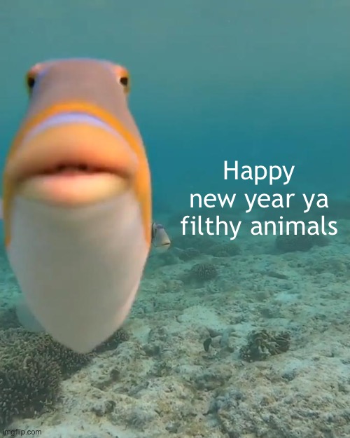 staring fish | Happy new year ya filthy animals | image tagged in staring fish | made w/ Imgflip meme maker