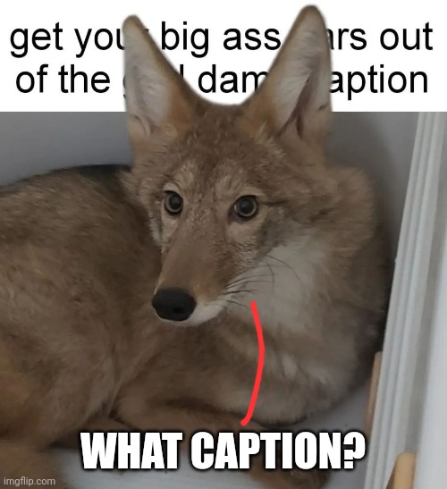 Woldf ears | WHAT CAPTION? | image tagged in woldf ears | made w/ Imgflip meme maker