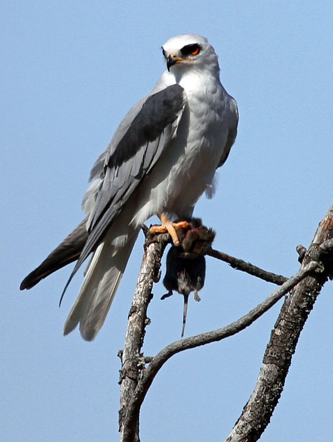 White tailed hawk Blank Meme Template