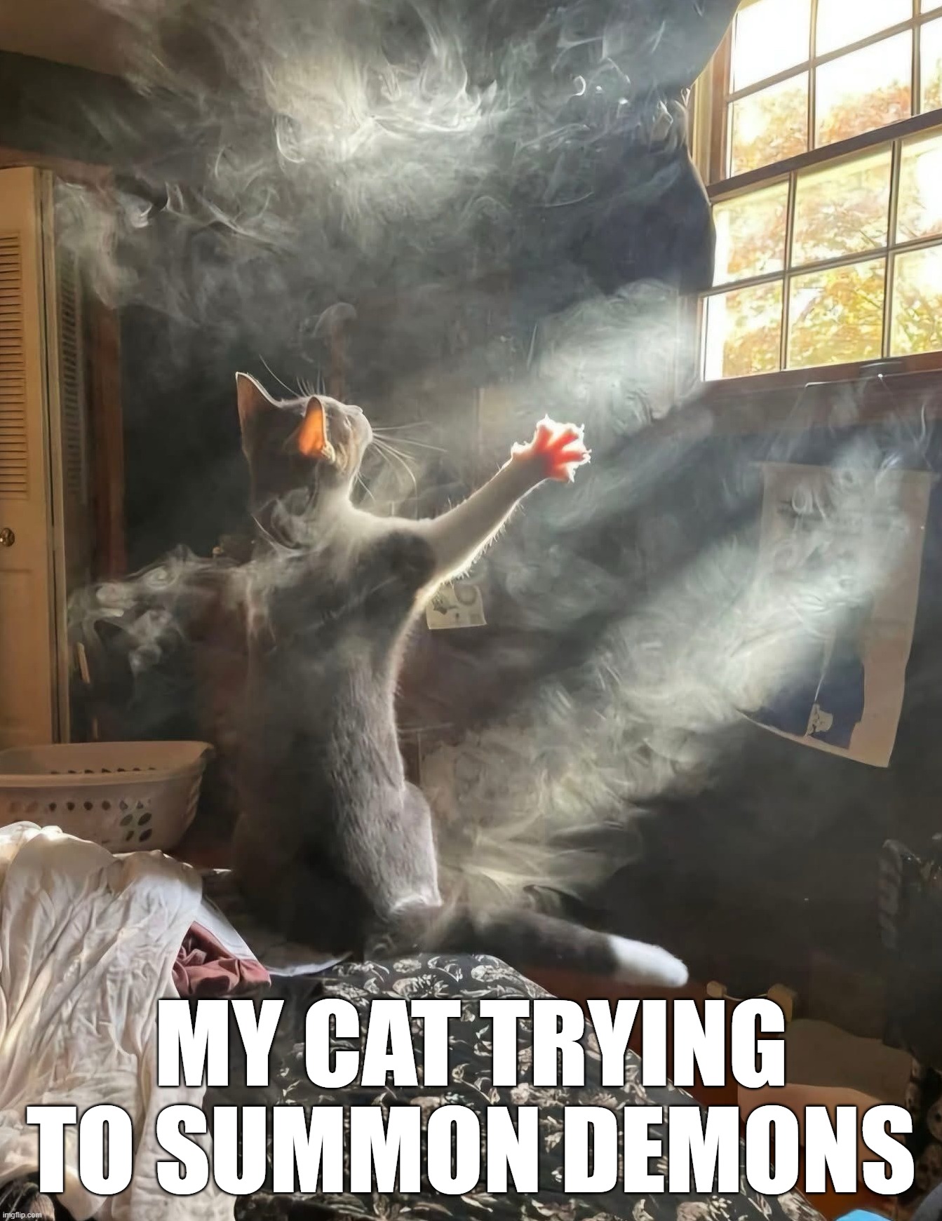 MY CAT TRYING TO SUMMON DEMONS | image tagged in cats | made w/ Imgflip meme maker