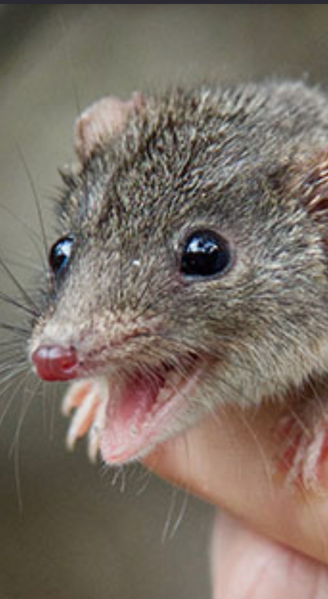 wait what antechinus Blank Meme Template