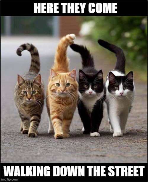 There Could Be Some Monkey Business About To Occur ! | HERE THEY COME; WALKING DOWN THE STREET | image tagged in cats,monkey business,song lyrics | made w/ Imgflip meme maker