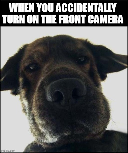 Hello There Handsome ! | WHEN YOU ACCIDENTALLY TURN ON THE FRONT CAMERA | image tagged in dogs,hello there,phone,camera | made w/ Imgflip meme maker