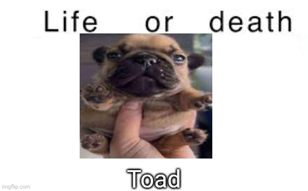 Life or death | Toad | image tagged in life or death,msmg,memes | made w/ Imgflip meme maker