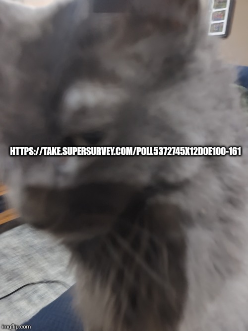 32's Cat | HTTPS://TAKE.SUPERSURVEY.COM/POLL5372745X12D0E100-161 | image tagged in 32's cat | made w/ Imgflip meme maker
