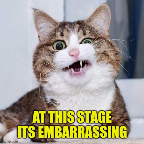 confused cat | AT THIS STAGE ITS EMBARRASSING | image tagged in confused cat | made w/ Imgflip meme maker